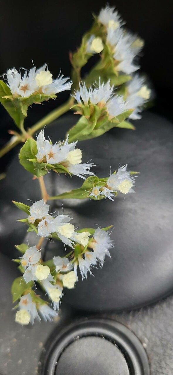 Limonium lobatum flower