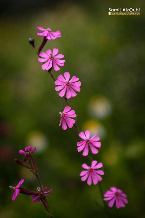 Silene cretica flower