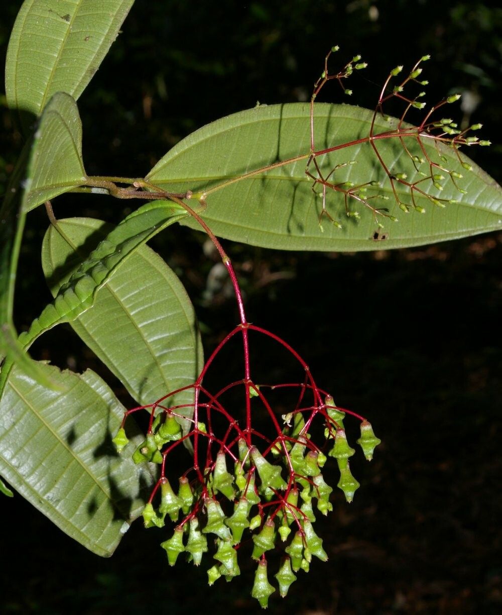 Miconia candelabrum fruit