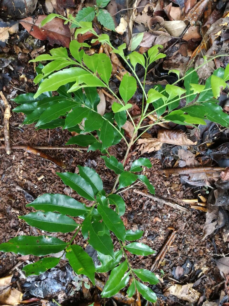 Matayba oppositifolia — houseplant care guide