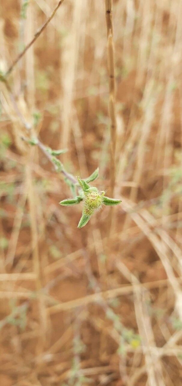 Pulicaria arabica fruit
