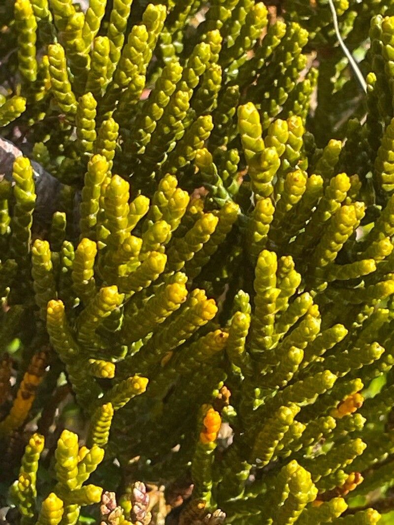 Veronica hectorii leaf