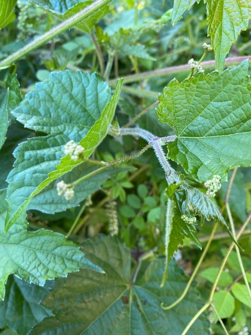 Ampelopsis brevipedunculata flower
