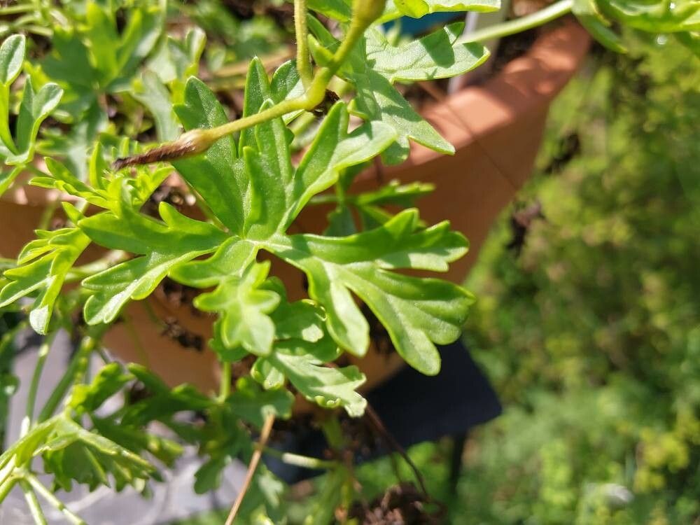 Pelargonium exhibens — houseplant care guide
