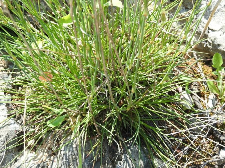 Dianthus sylvestris leaf