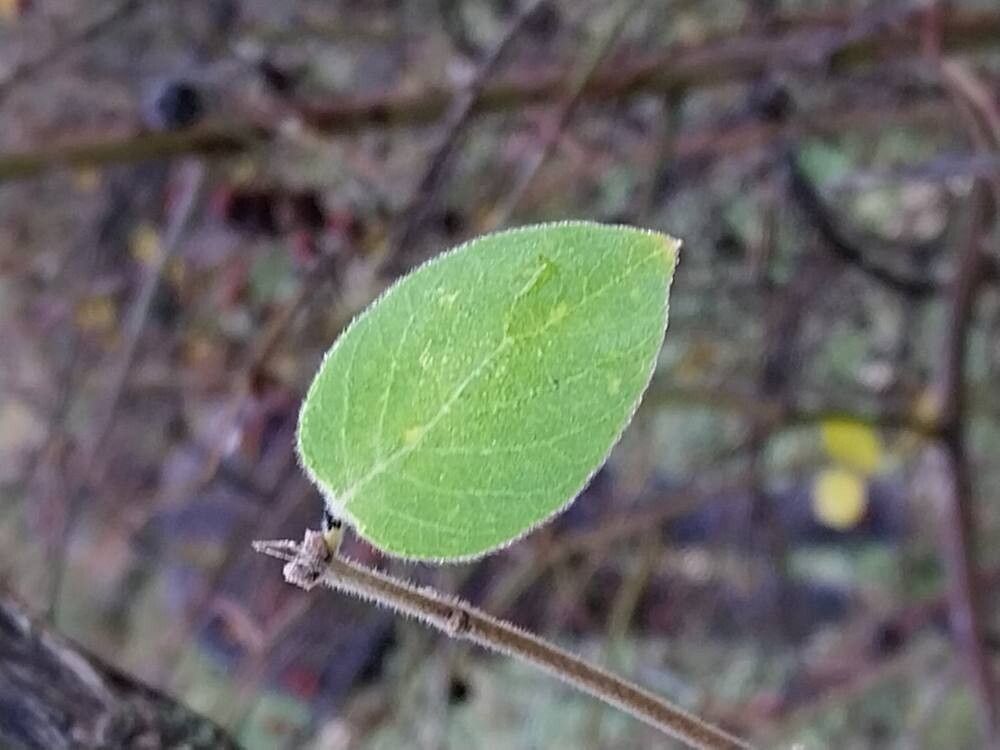 Lonicera arborea leaf