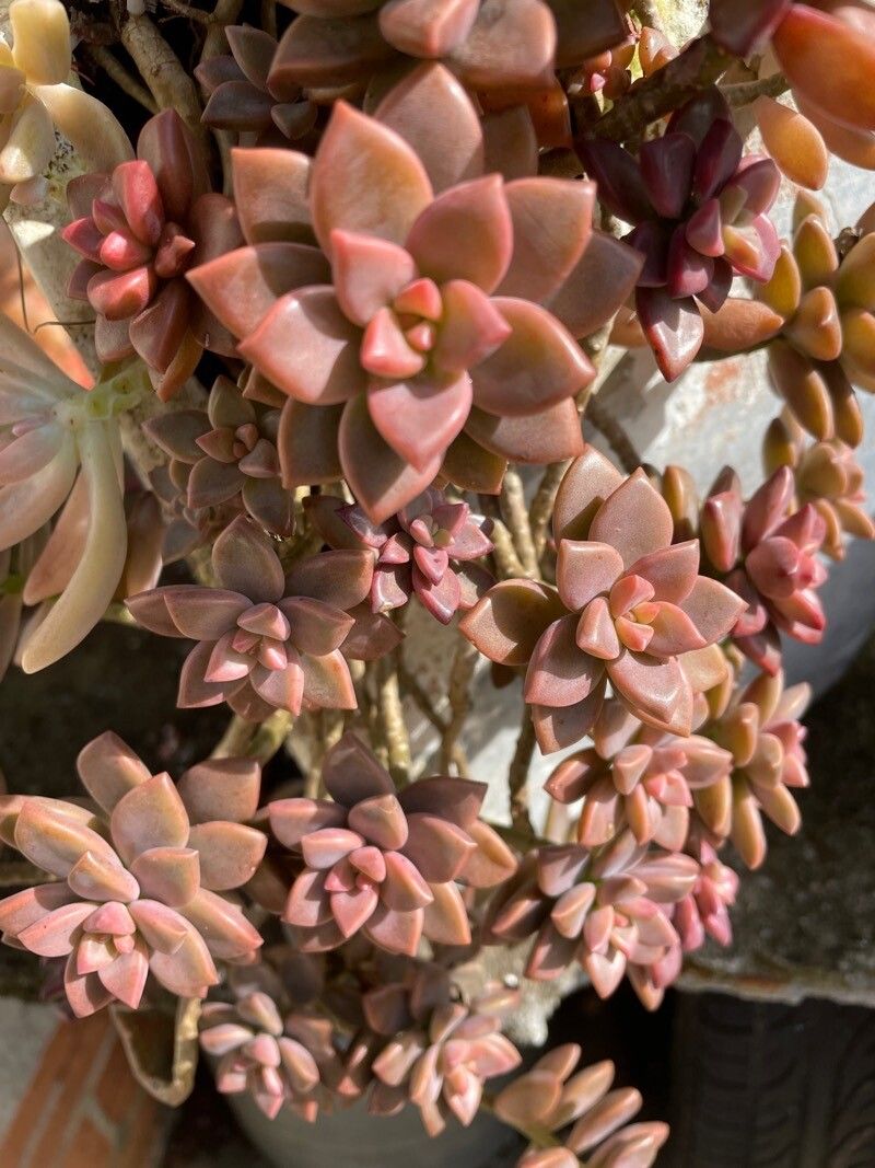 Sedum mendozae leaf