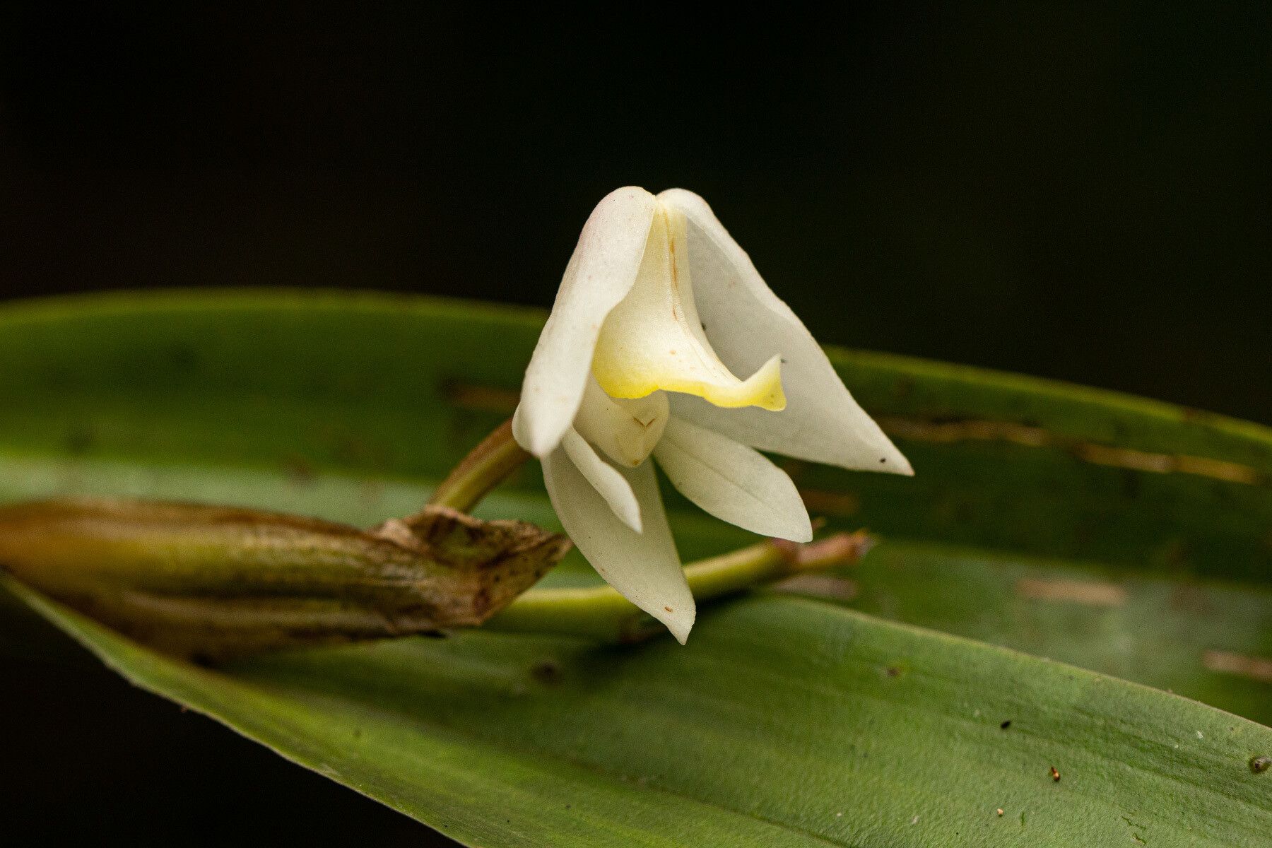 Polystachya virginea flower