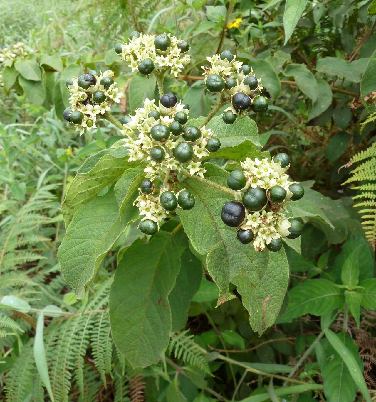 Clerodendrum polycephalum habit