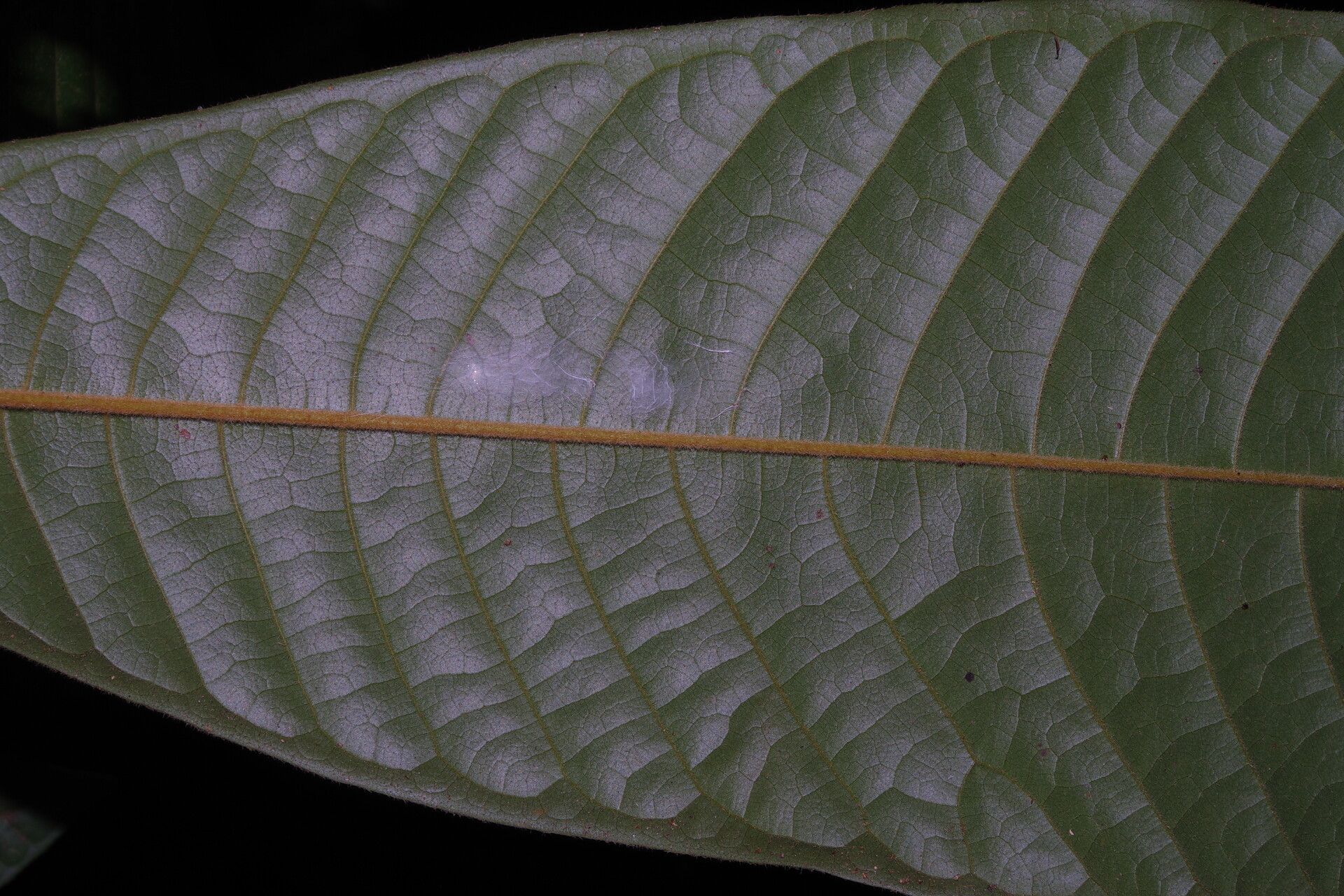 Uvaria bipindensis — houseplant care guide