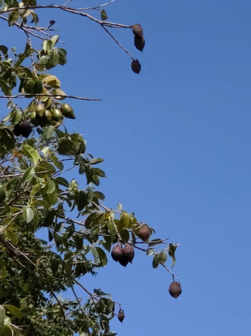 Lafoensia pacari fruit