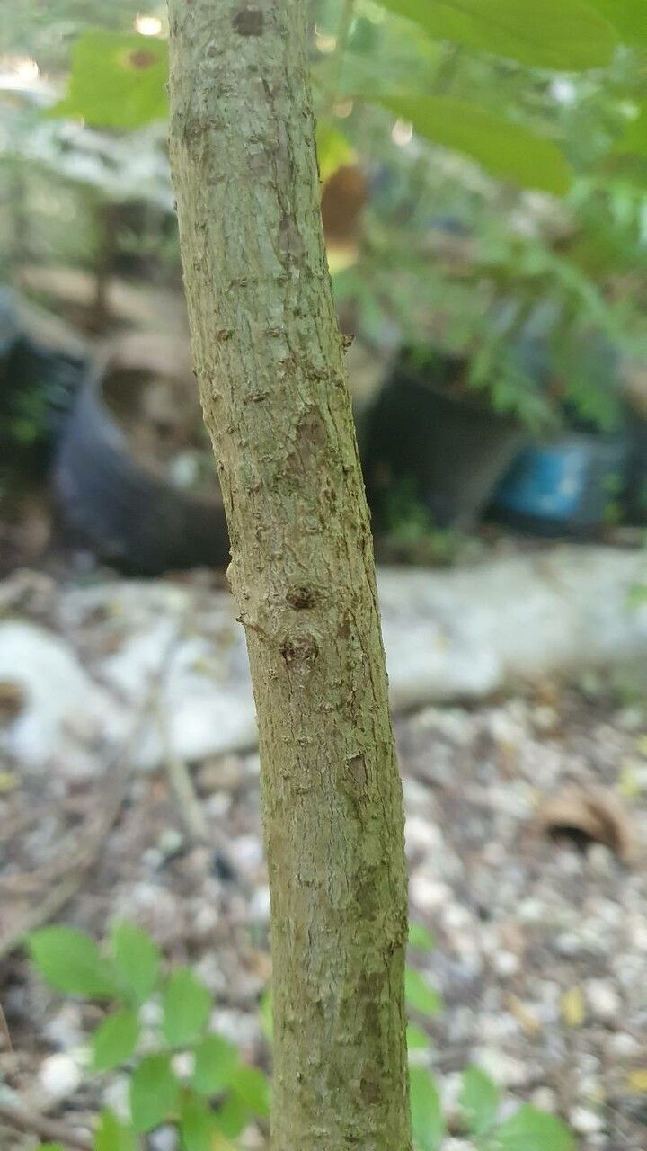 Markhamia zanzibarica bark