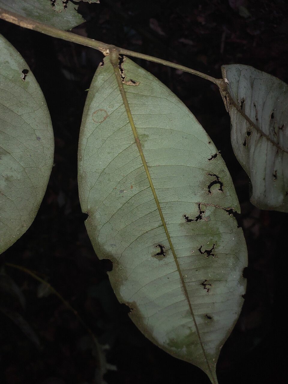 Swartzia guianensis — houseplant care guide