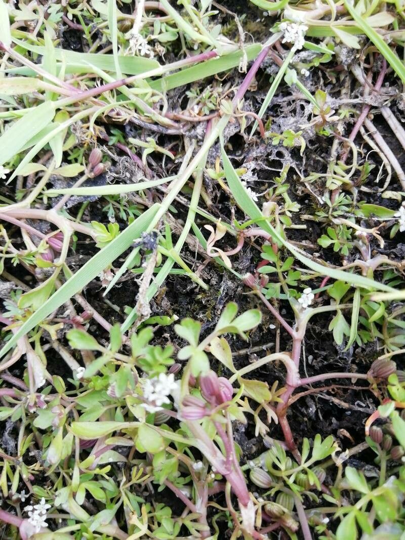 Helosciadium inundatum leaf