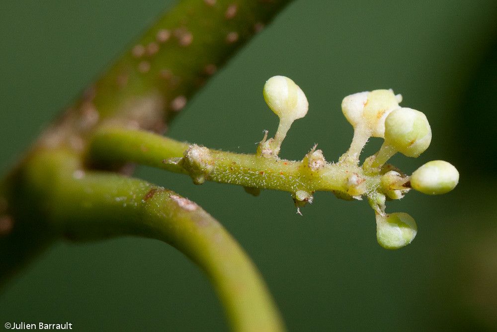Allophylus timoriensis flower