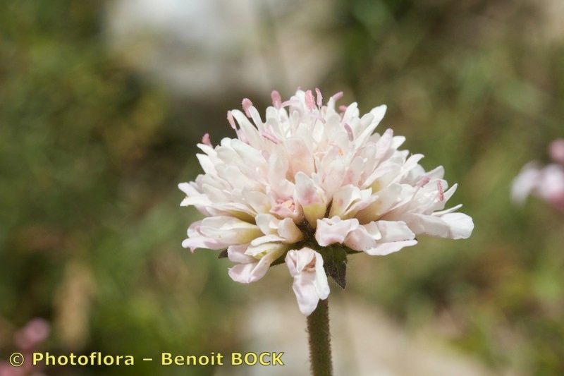 Knautia mauritanica — search result for 'Knautia'