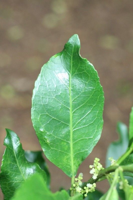 Claoxylon parviflorum leaf