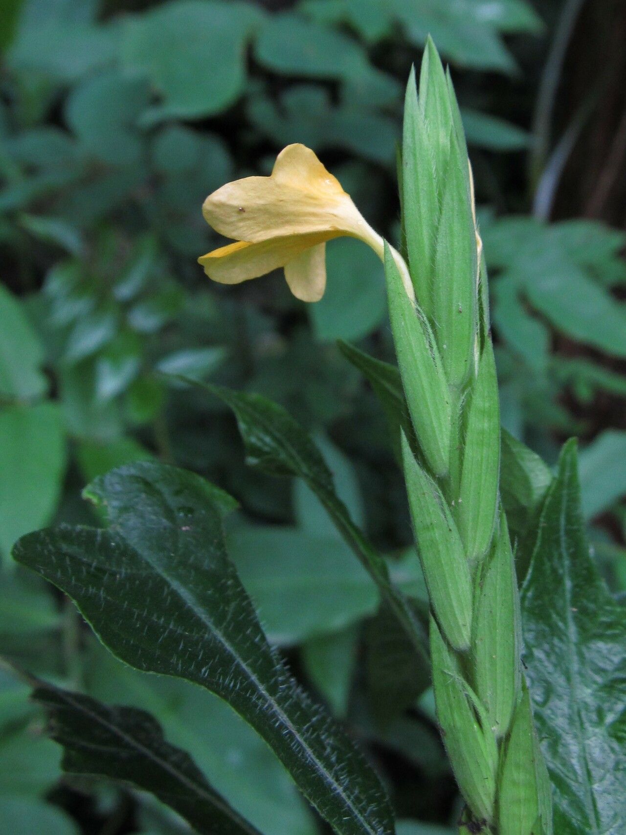 Crossandra obanensis — search result for 'Crossandra'