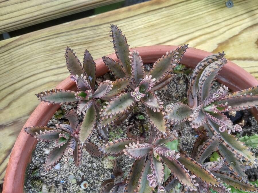 Kalanchoe rosei — search result for 'Kalanchoe'