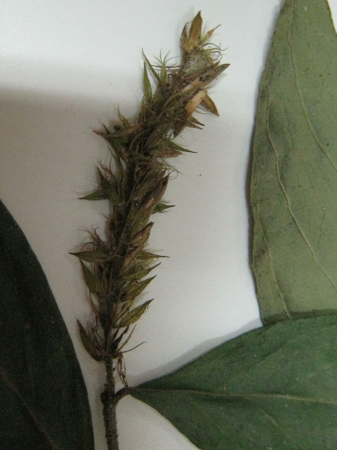 Dianthera cayennensis — search result for 'Dianthera'