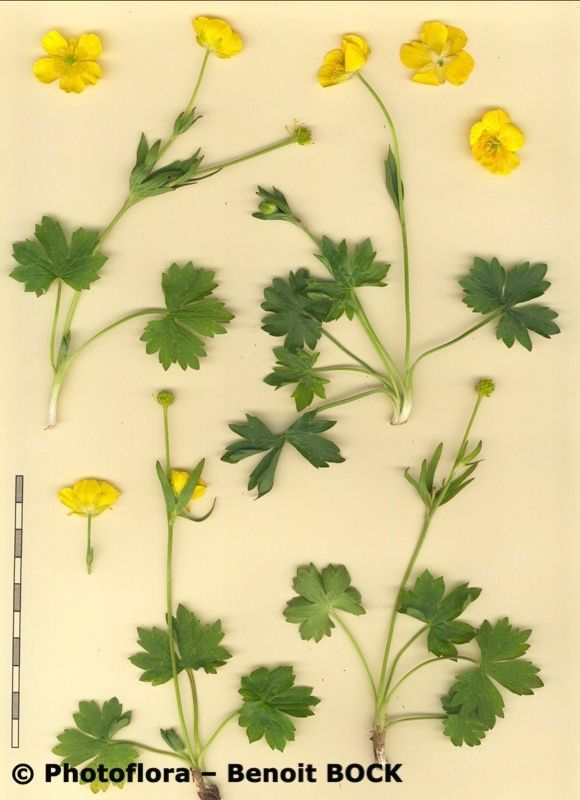 Ranunculus sartorianus other