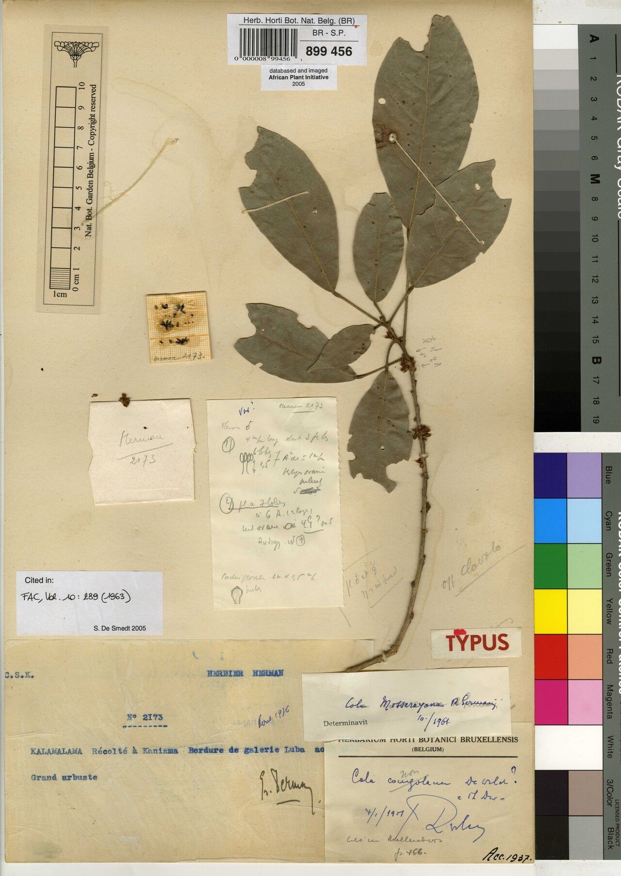 Cola mosserayana — houseplant care guide