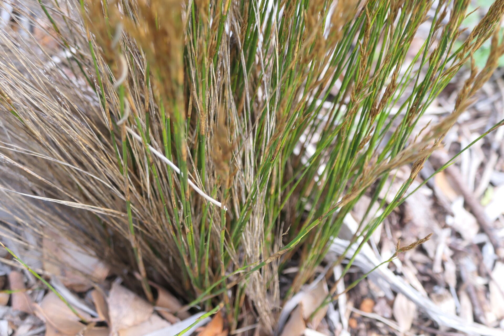 Restio festuciformis bark