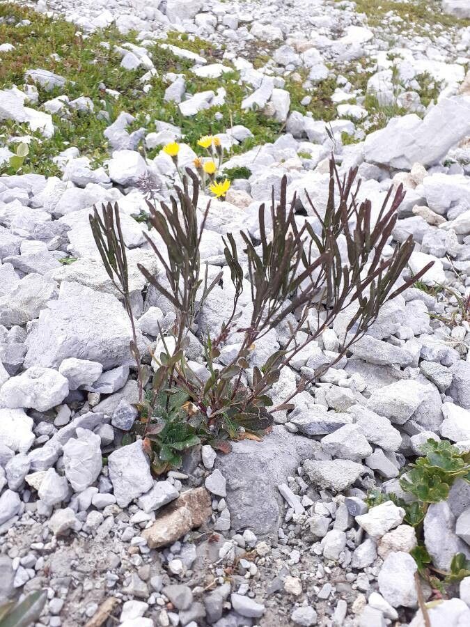Arabis collina fruit