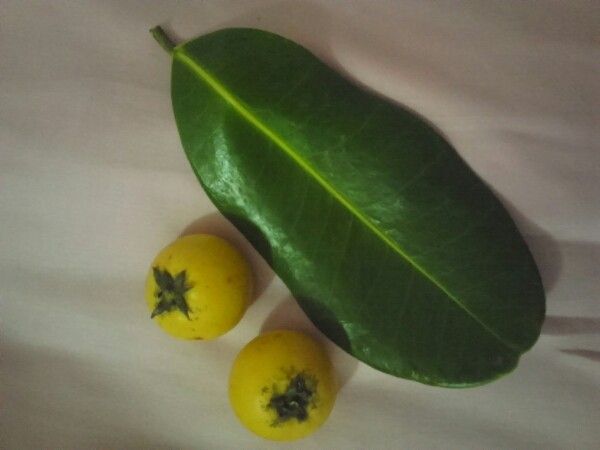 Brosimum utile fruit