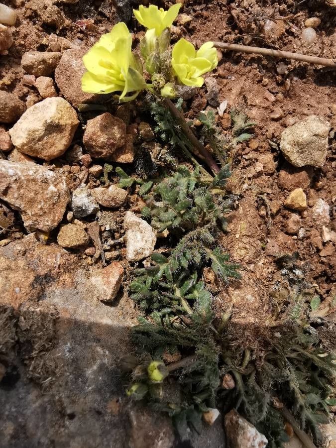Brassica repanda leaf
