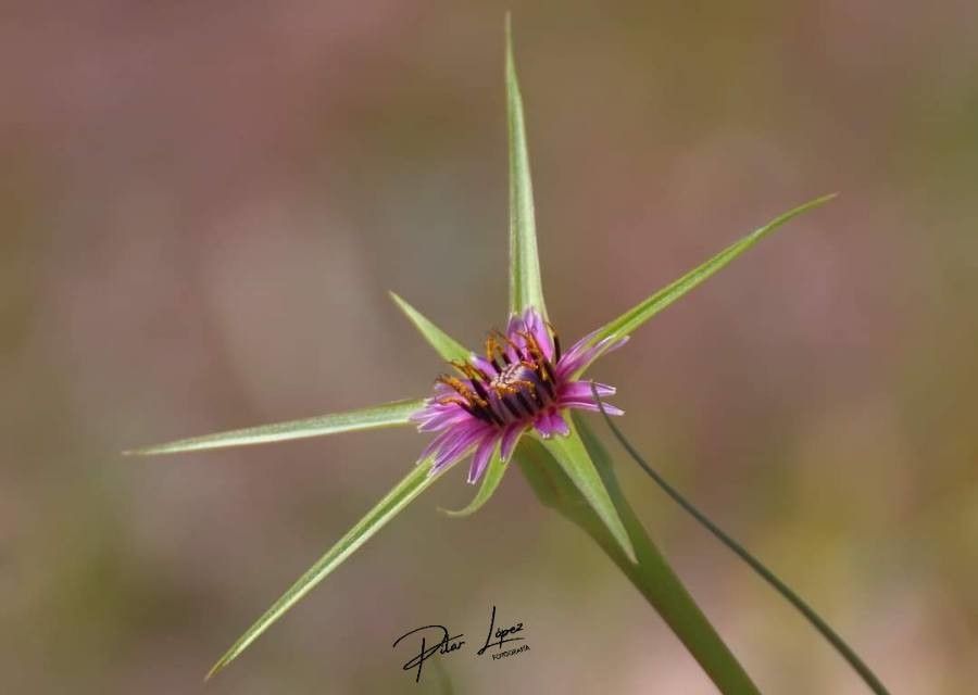 Tragopogon angustifolius — related species from the same genus