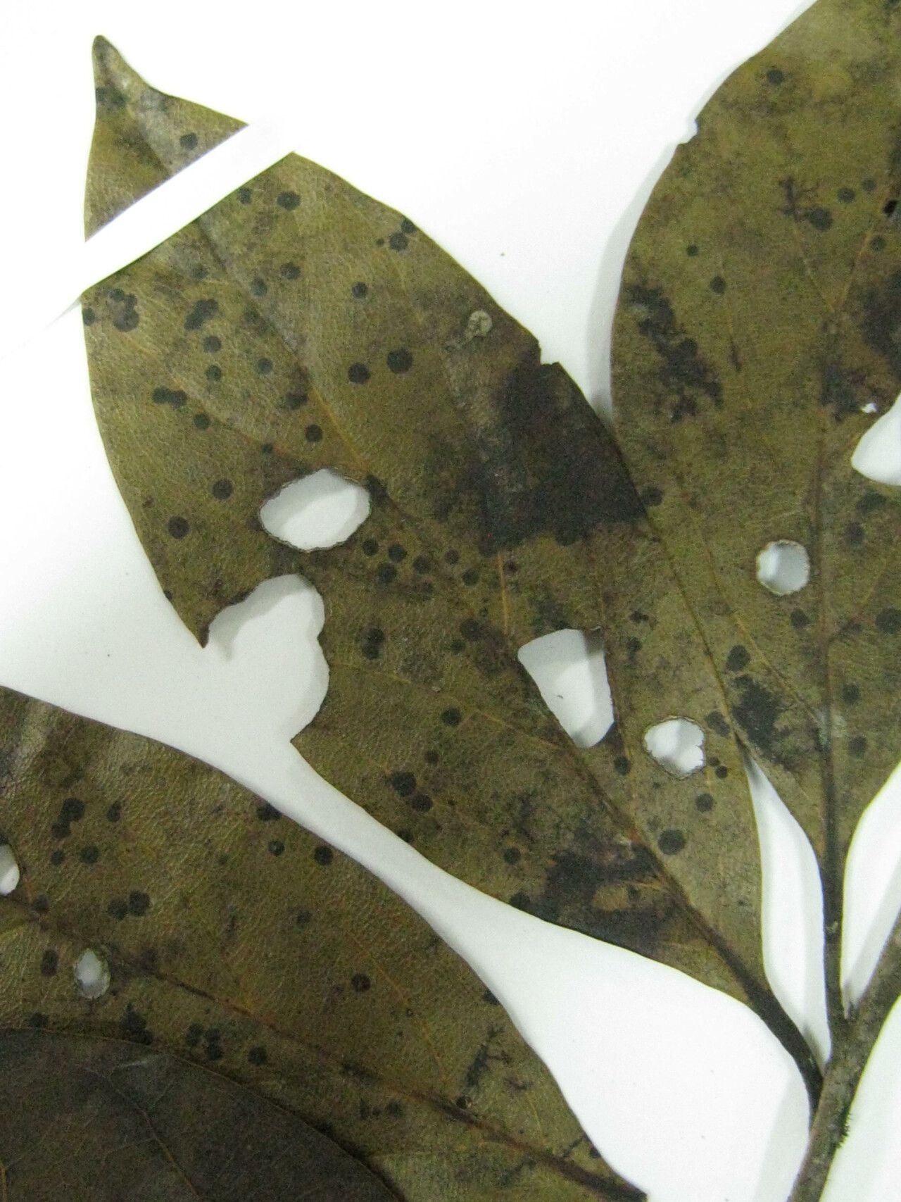 Ocotea matogrossensis — houseplant care guide