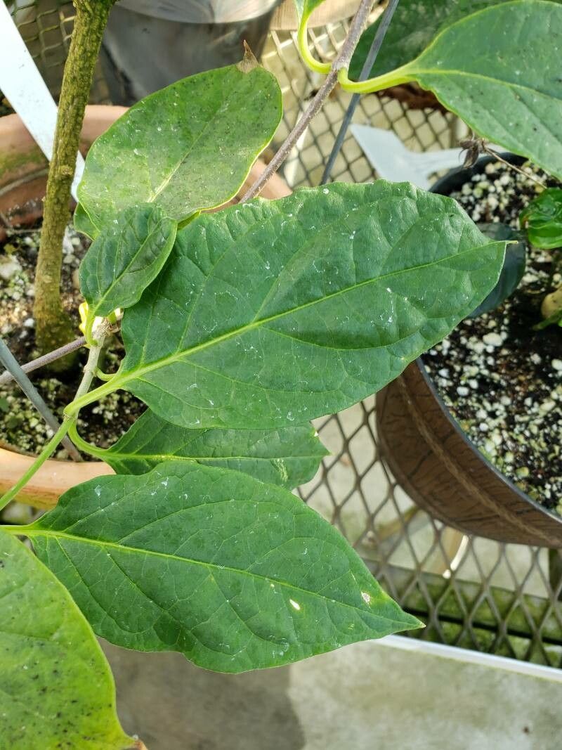 Echites panduratus — related species from the same genus