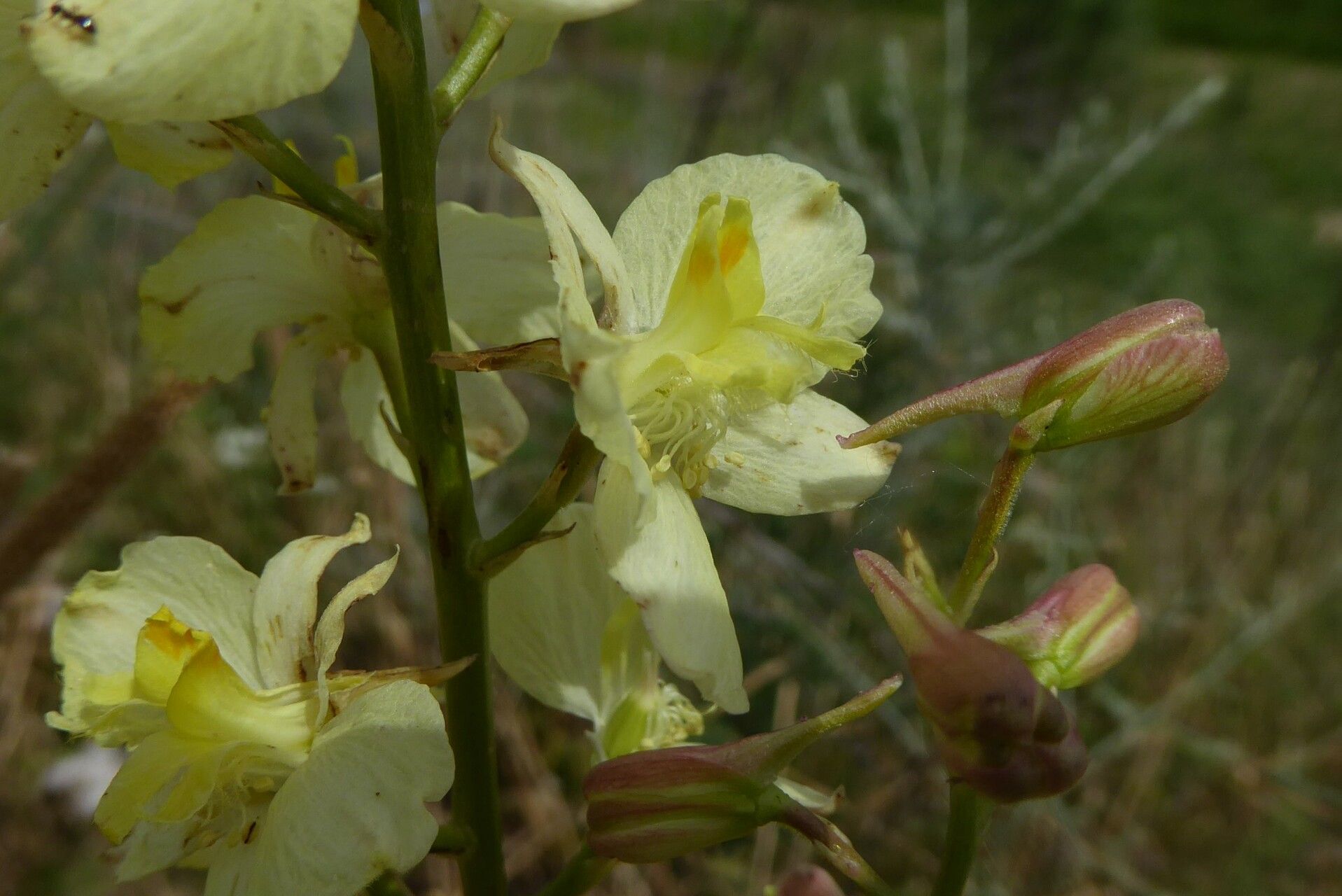 Delphinium semibarbatum — search result for 'Delphinium'