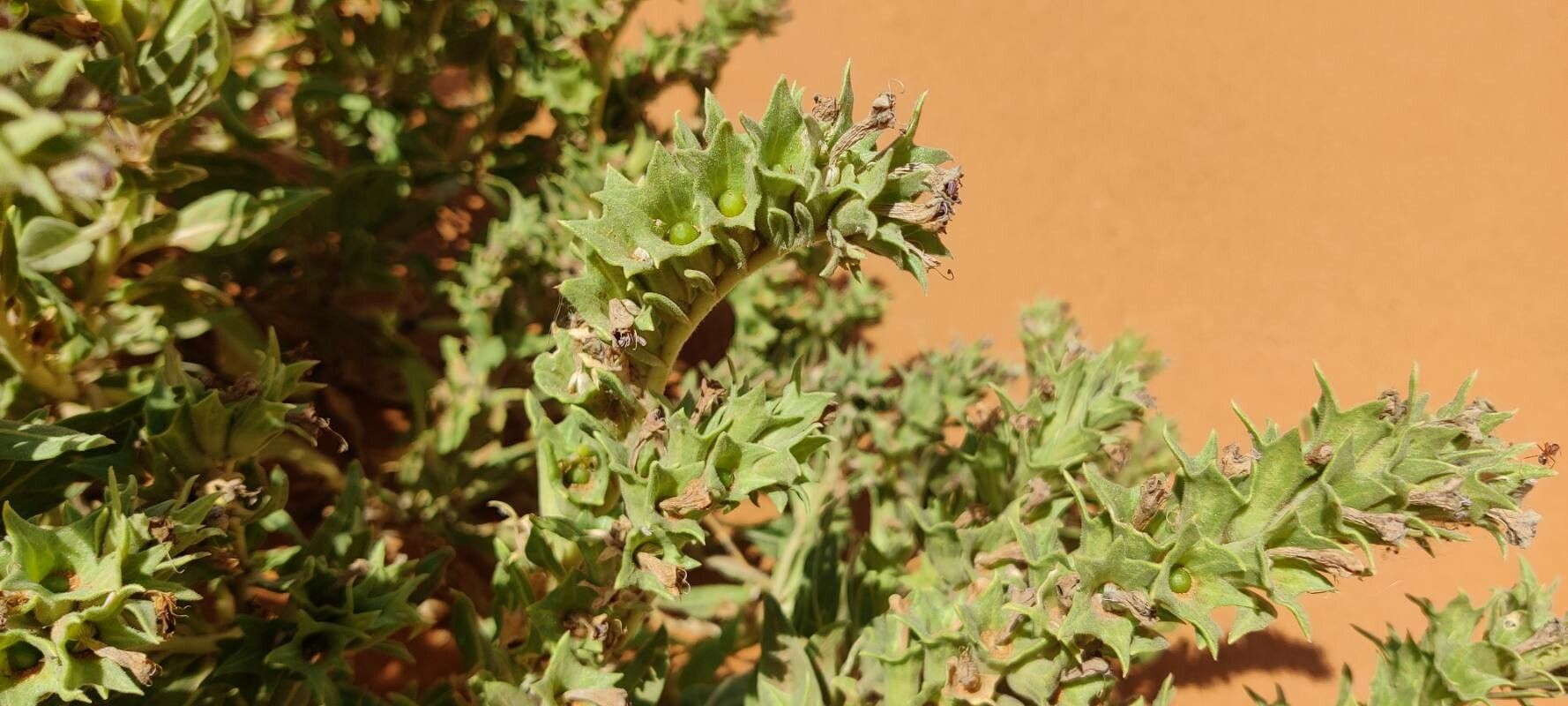 Hyoscyamus muticus fruit