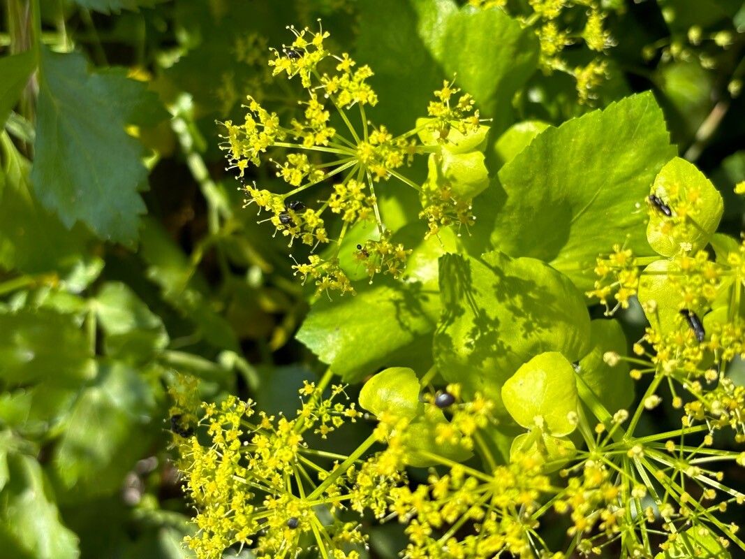 Smyrnium creticum leaf