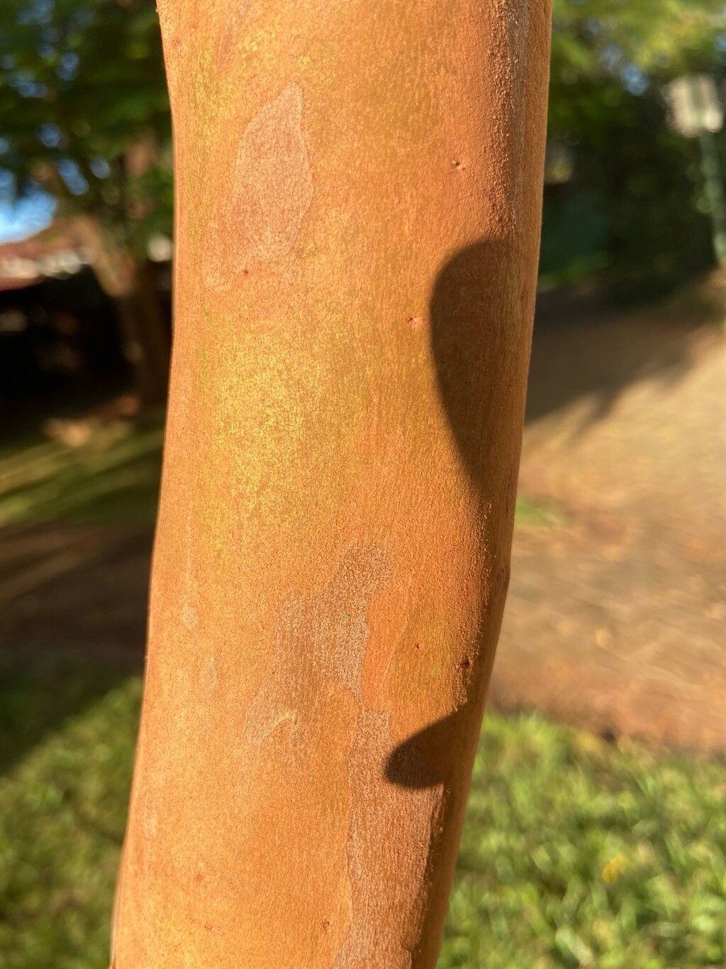 Eugenia malacantha bark