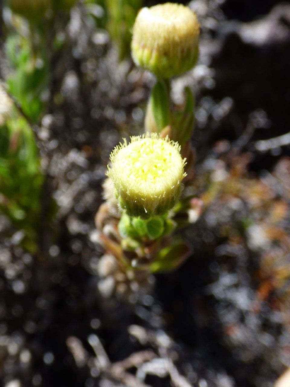 Psiadia callocephala flower