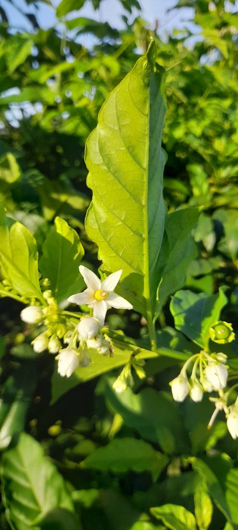 Solanum caavurana flower