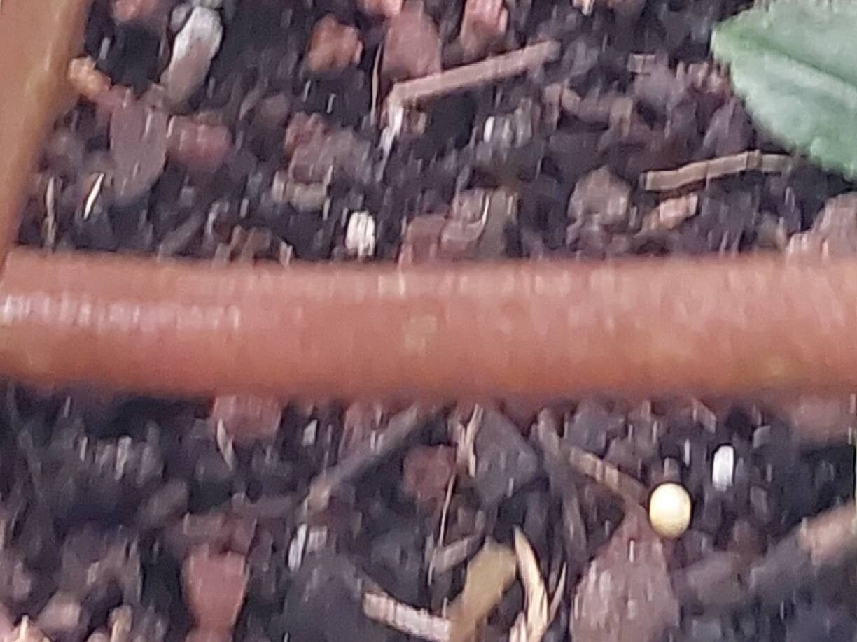 Begonia lyman-smithii bark