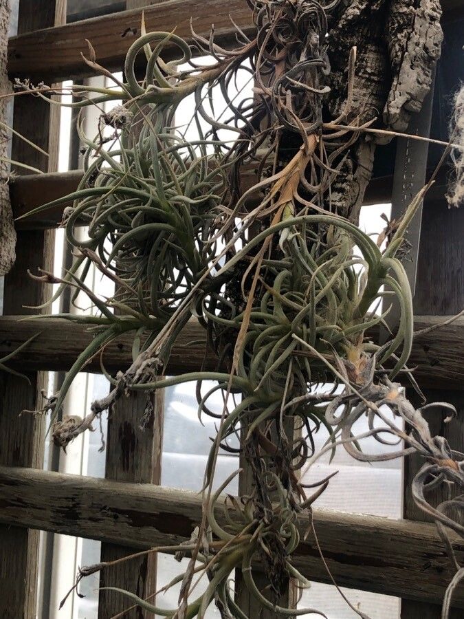 Tillandsia myosura — search result for 'Uruguay'
