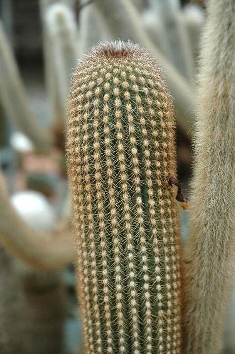 Espostoa utcubambensis — houseplant care guide