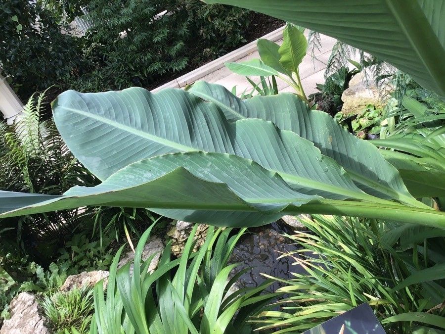 Ensete lasiocarpum
