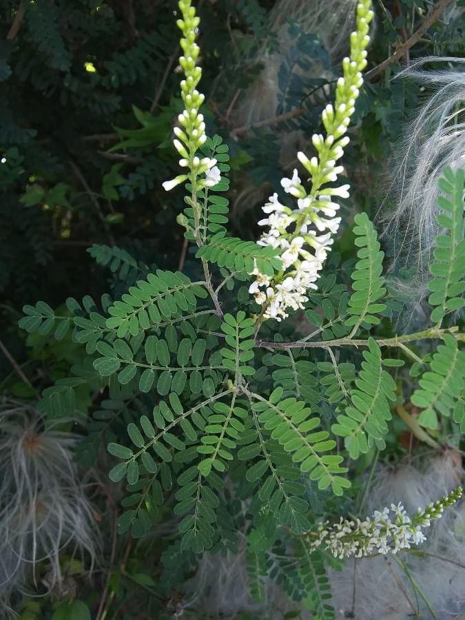 Eysenhardtia texana — houseplant care guide