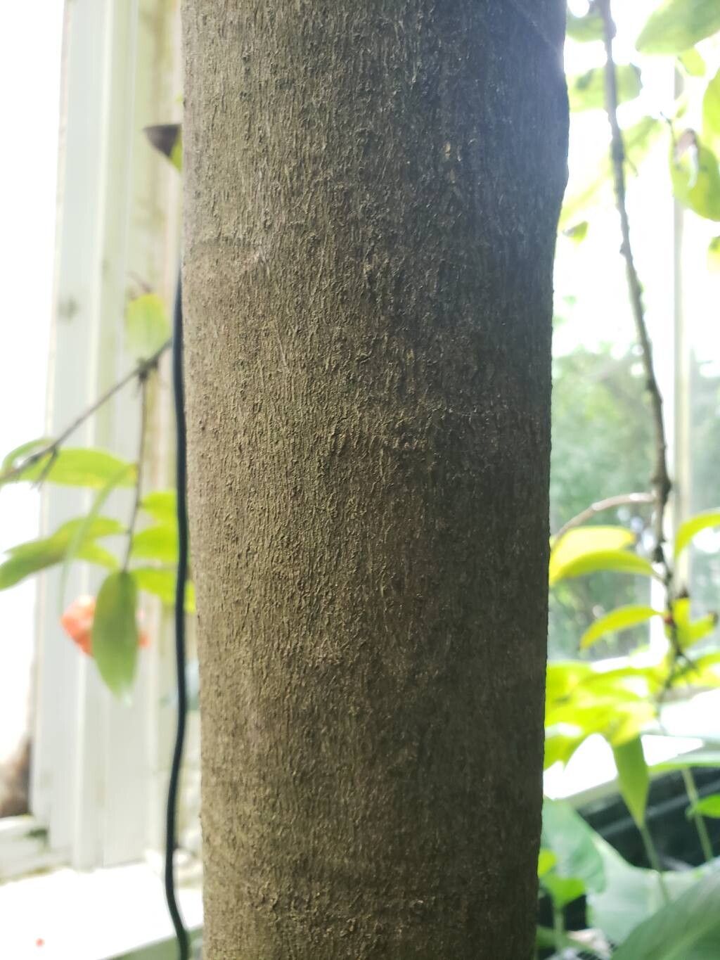Macleania insignis bark