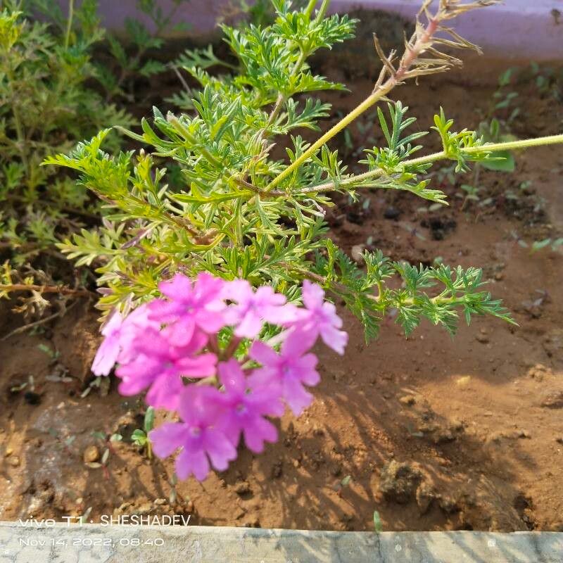 Verbena dissecta — houseplant care guide