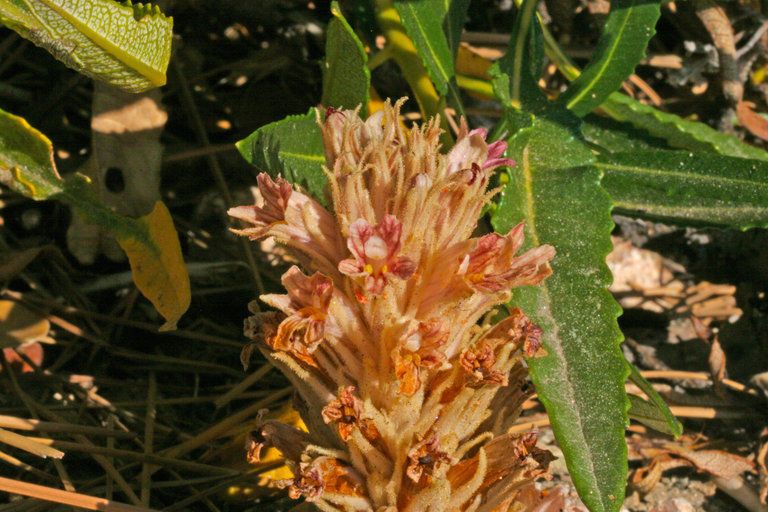 Orobanche parishii flower