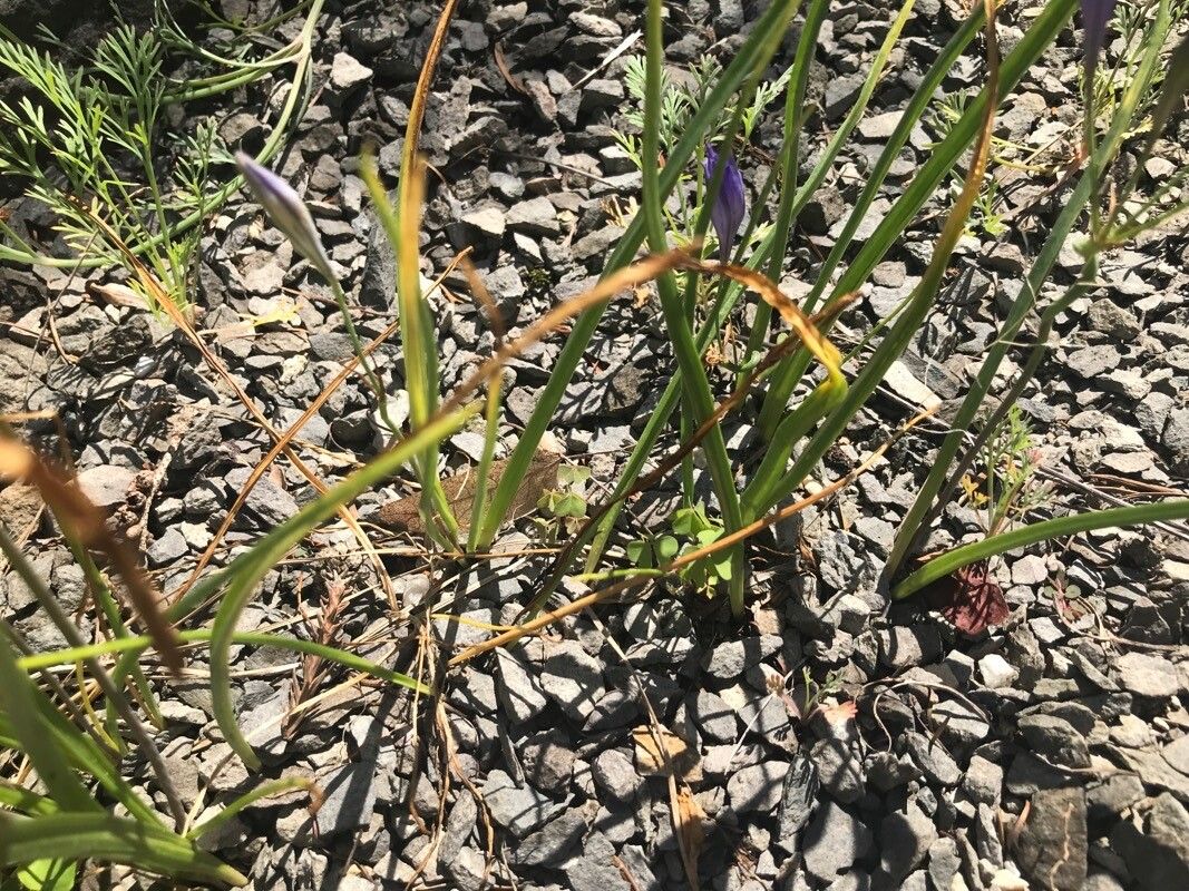 Brodiaea californica — related species from the same genus