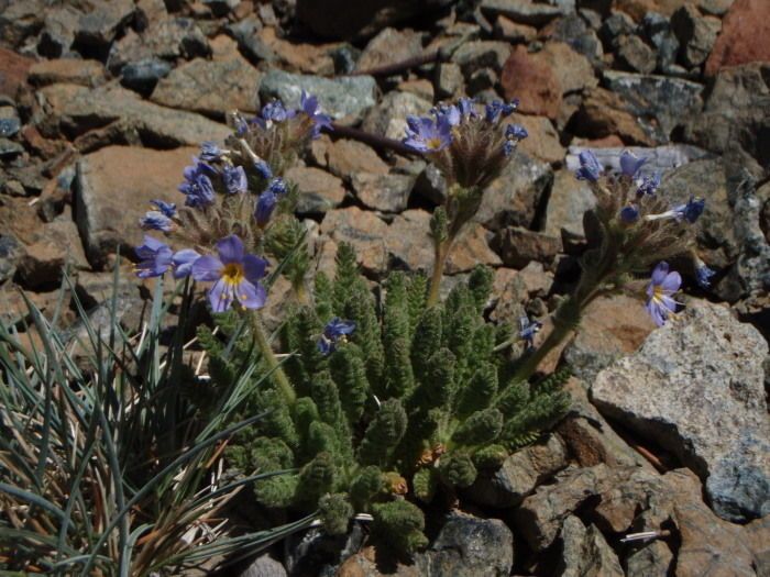 Polemonium chartaceum habit