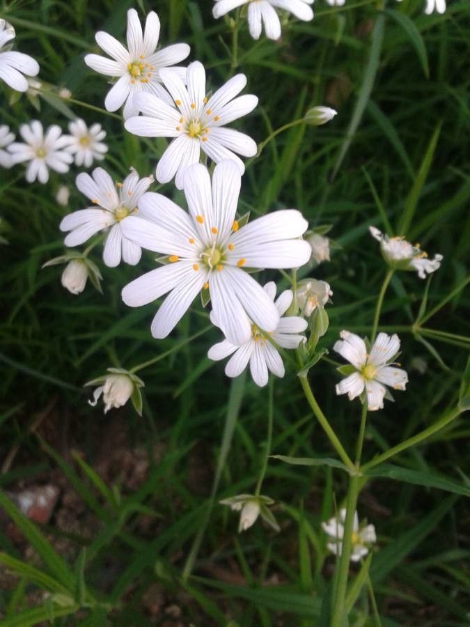 Moehringia ciliata flower